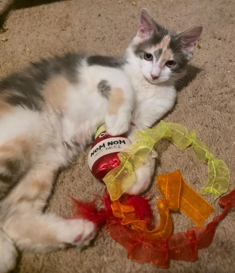 A baby medium-sized female Domestic Long Hair cat named Donut for adoption in Chillicothe, OH