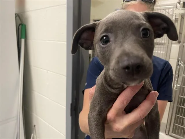 A baby small-sized female Pit Bull Terrier dog named Duchess for adoption in Auburn, CA