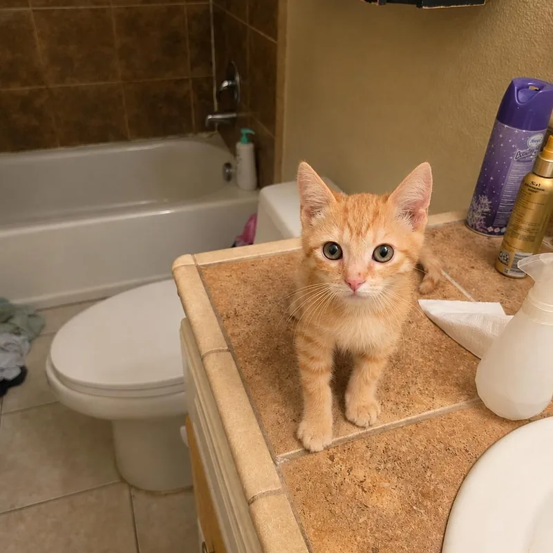 A baby medium-sized male Orange / Red Domestic Short Hair cat named Jeff for adoption in Fresno, CA