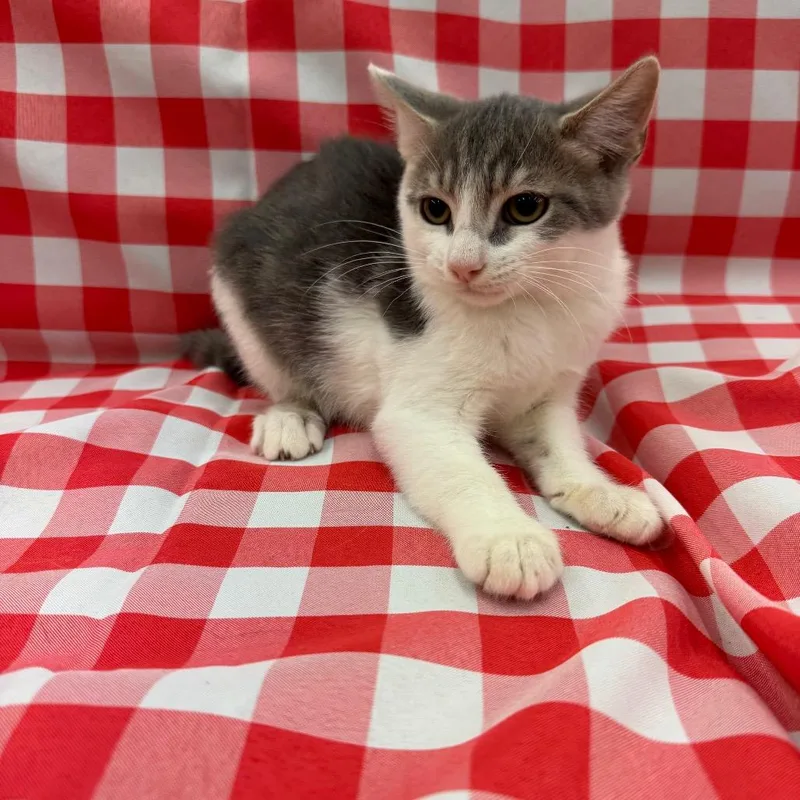 A baby small-sized male Gray / Blue / Silver Domestic Short Hair cat named Frodo for adoption in Raleigh, NC