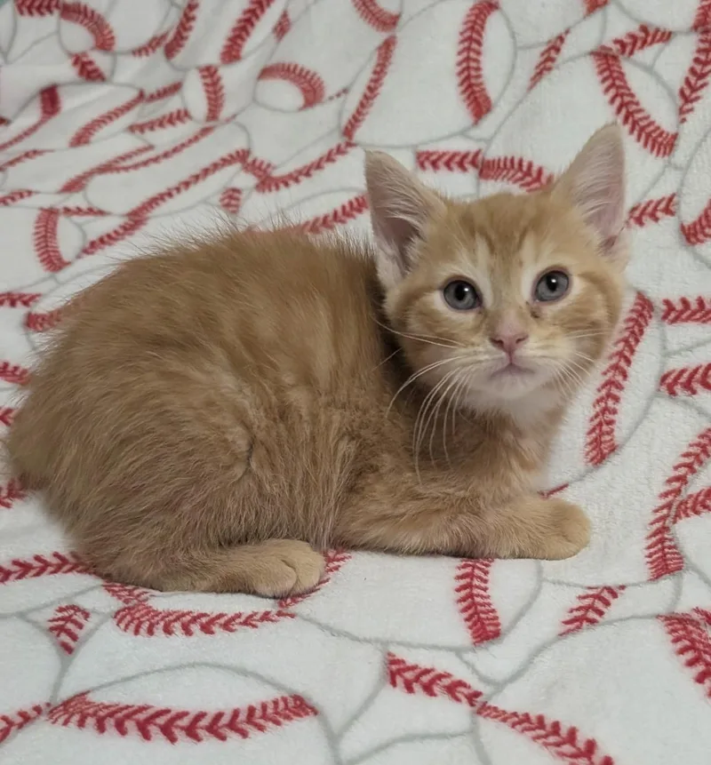 A baby medium-sized male Orange / Red Domestic Short Hair cat named Pop for adoption in Youngstown, OH