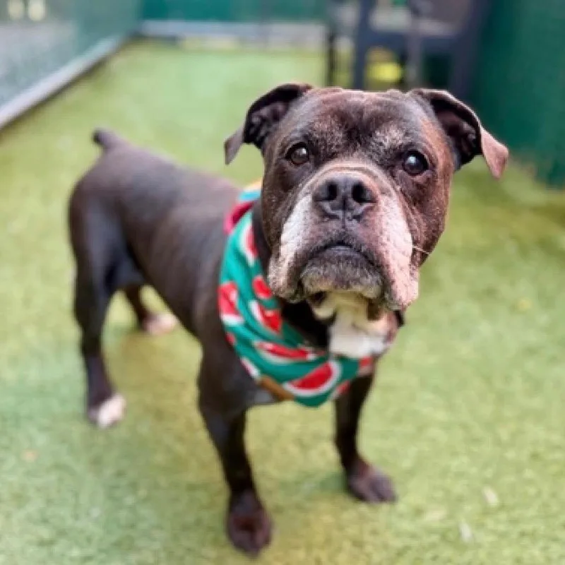 A senior medium-sized male Black Mixed Breed dog named Ozzy FKA Orbot for adoption in Vassalboro, ME