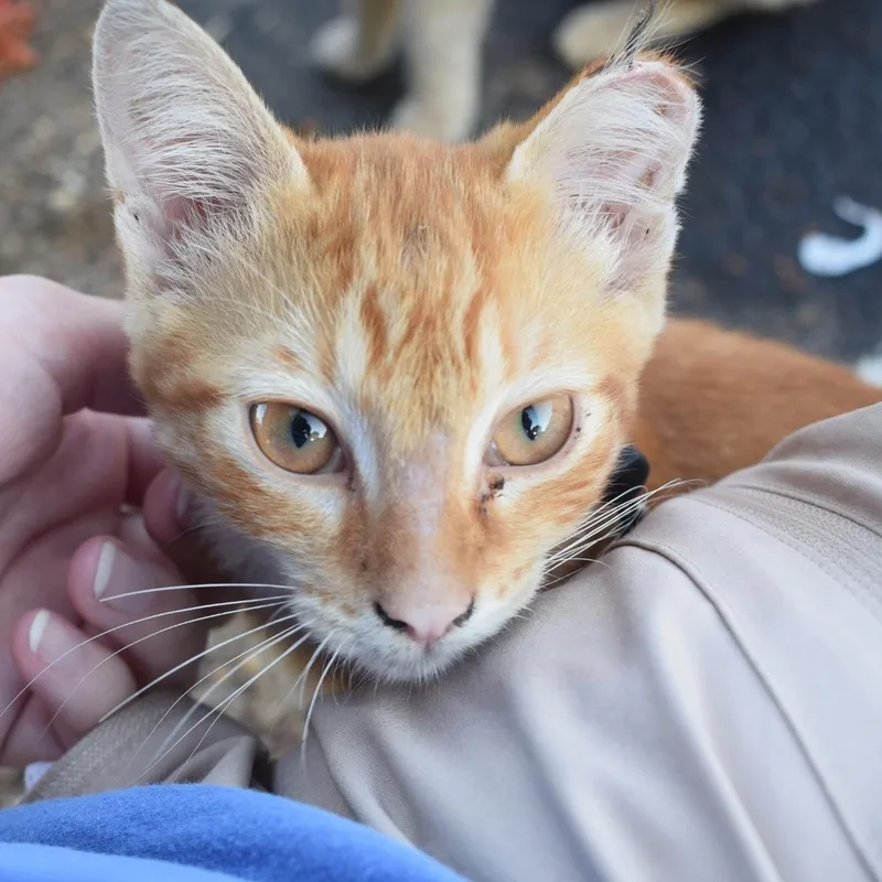 A baby medium-sized male Orange / Red Domestic Short Hair cat named Apollo for adoption in Memphis, TN