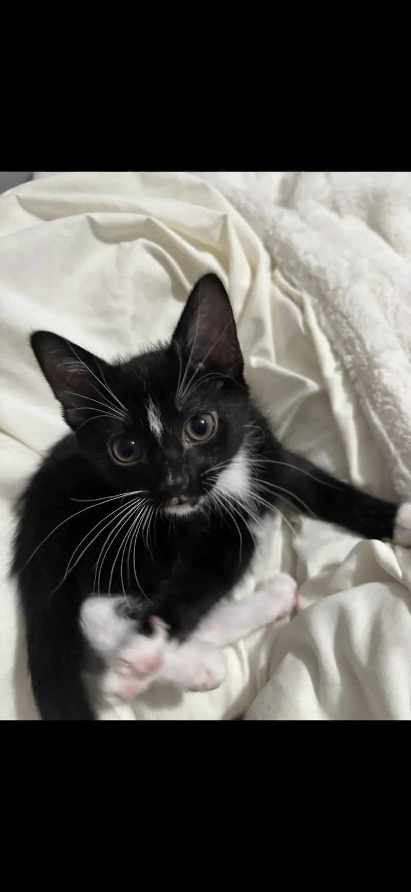 A baby medium-sized male Domestic Short Hair cat named Pluto and Saturn for adoption in Wheaton, IL