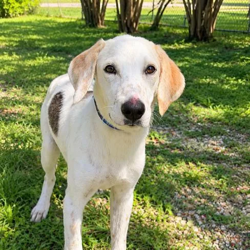 A young medium-sized female Mixed Breed dog named Loretta for adoption in Buffalo, MN