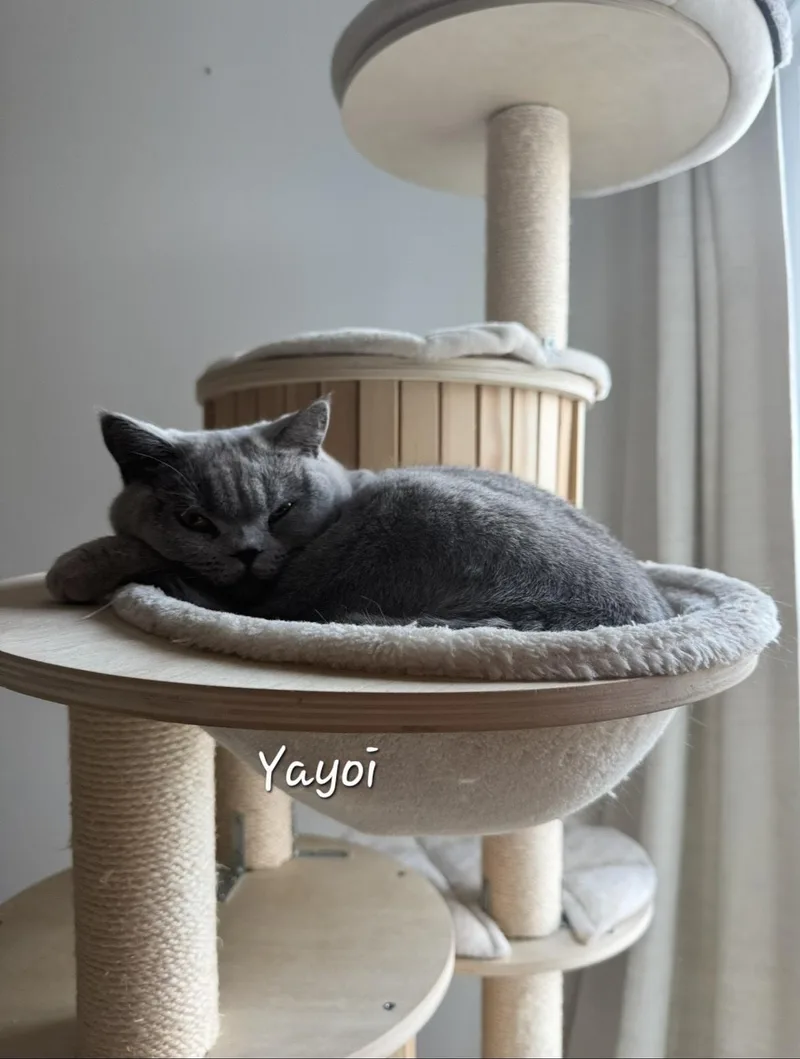 A young large-sized male Gray / Blue / Silver British Shorthair cat named Yayoi for adoption in Redondo Beach, CA