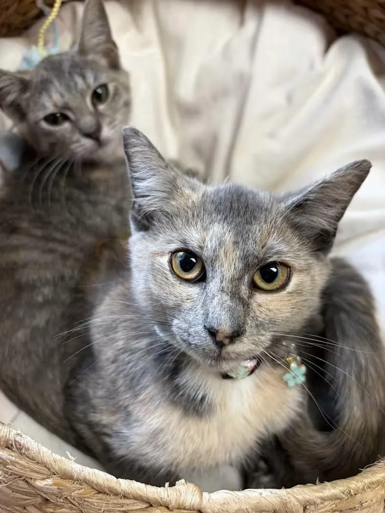 A baby medium-sized female Dilute Tortoiseshell Domestic Short Hair cat named Dolly for adoption in Greensboro, NC