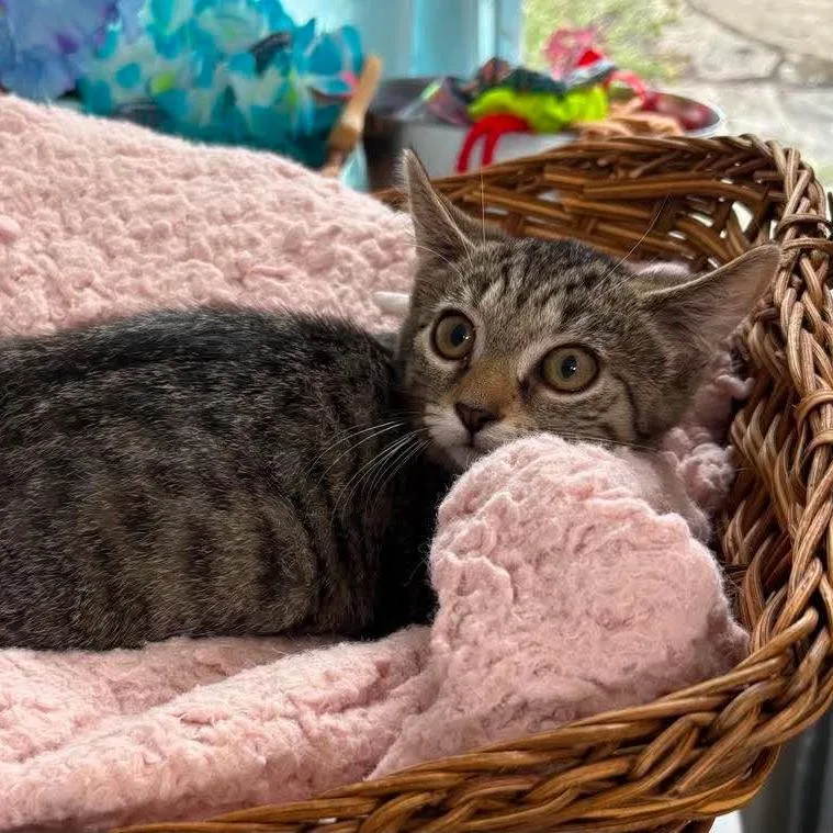 A baby small-sized female Brown / Chocolate Domestic Short Hair cat named Nala for adoption in Harrisonburg, VA