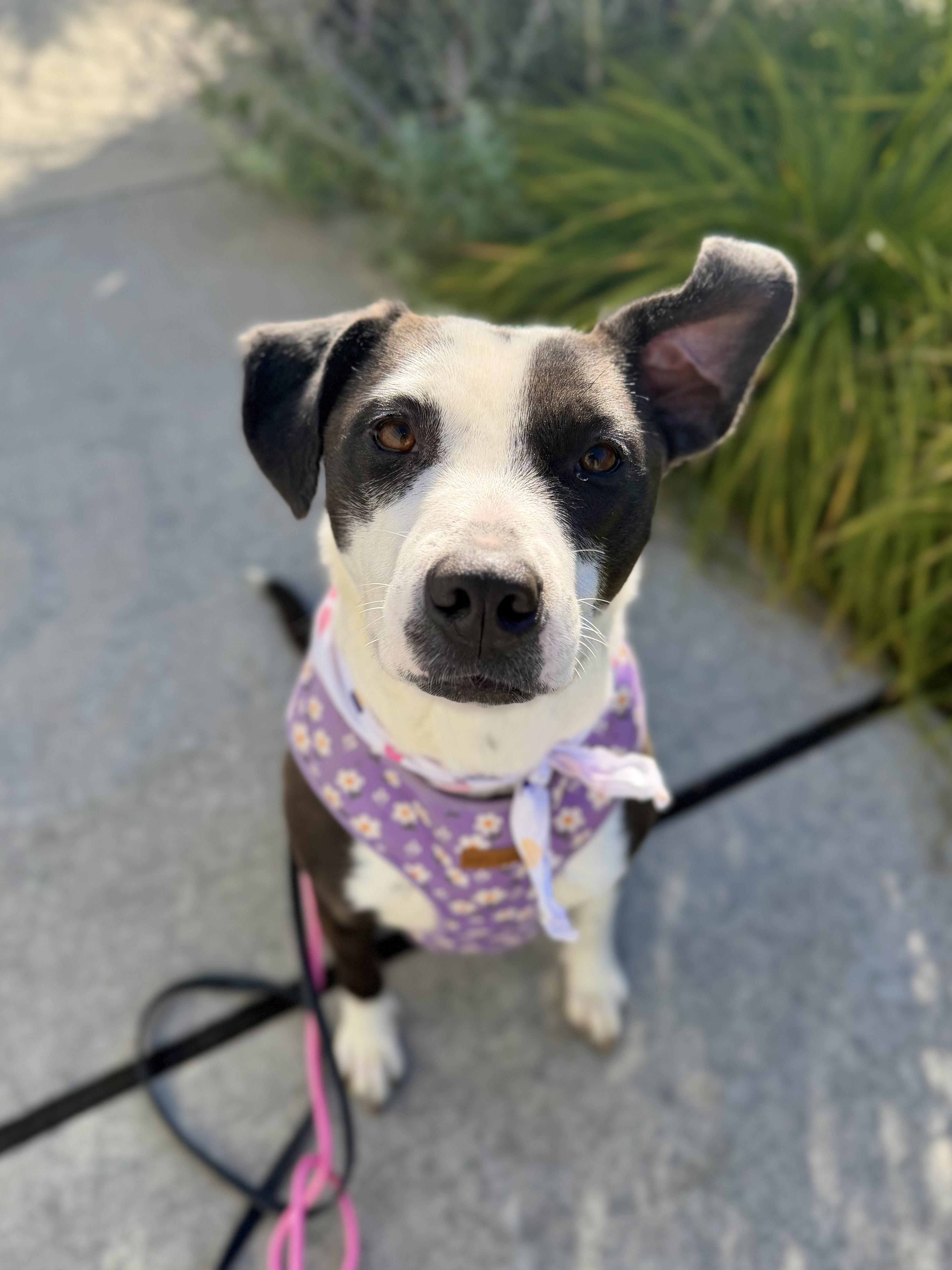 An adult medium-sized female Black American Staffordshire Terrier dog named Millie for adoption in lynnwood , WA