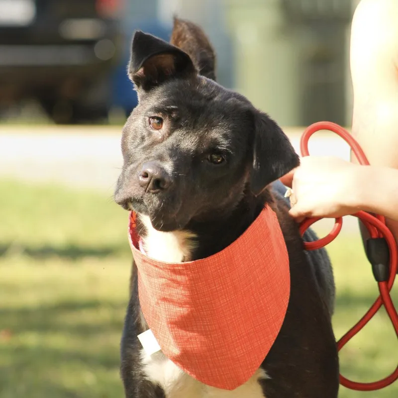 A young medium-sized female Black Labrador Retriever dog named Katie for adoption in Columbia, SC