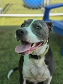 An adult large-sized male Mixed Breed dog named Oliver for adoption in Savannah, GA