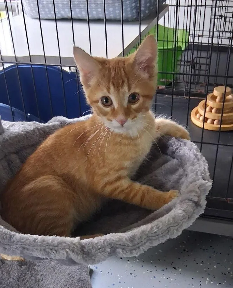 A baby small-sized male Domestic Short Hair cat named Hoover for adoption in Sparta, WI