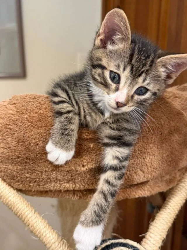A baby medium-sized male Tabby (Brown / Chocolate) Tabby cat named Jerry for adoption in Wayne, NJ