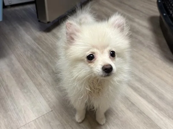 A baby small-sized male Pomeranian dog named Magic for adoption in Oceanside, CA