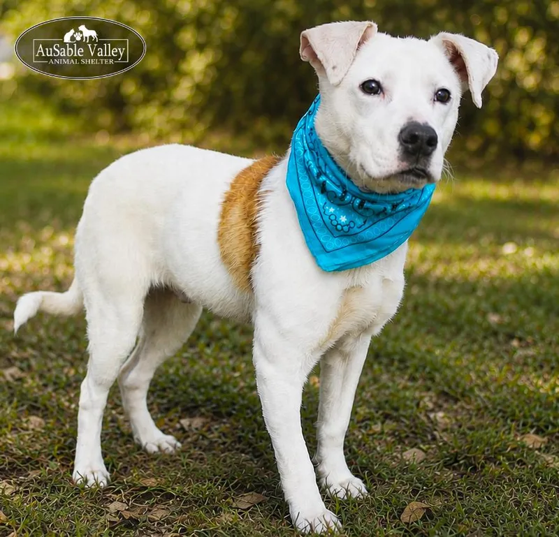 Clyde thumbnail 2