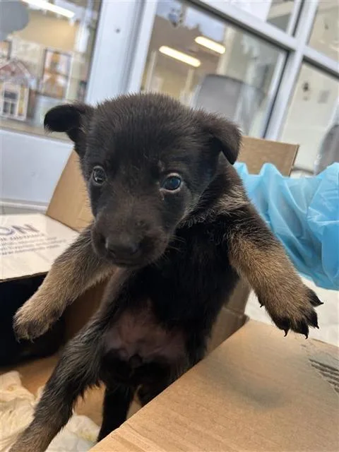 A baby small-sized female Labrador Retriever dog named Blossom for adoption in San Antonio, TX