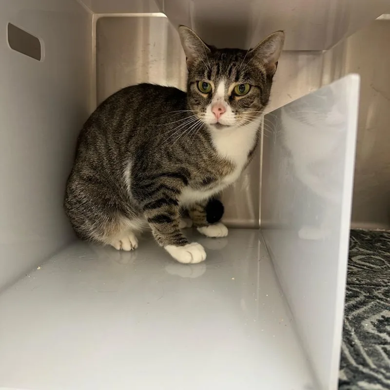 An adult medium-sized female Brown / Chocolate Domestic Short Hair cat named Mary for adoption in Santa Barbara, CA