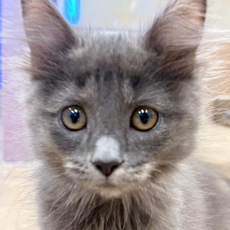 A baby small-sized female Gray / Blue / Silver Domestic Long Hair cat named Rayovac for adoption in Wickenburg, AZ