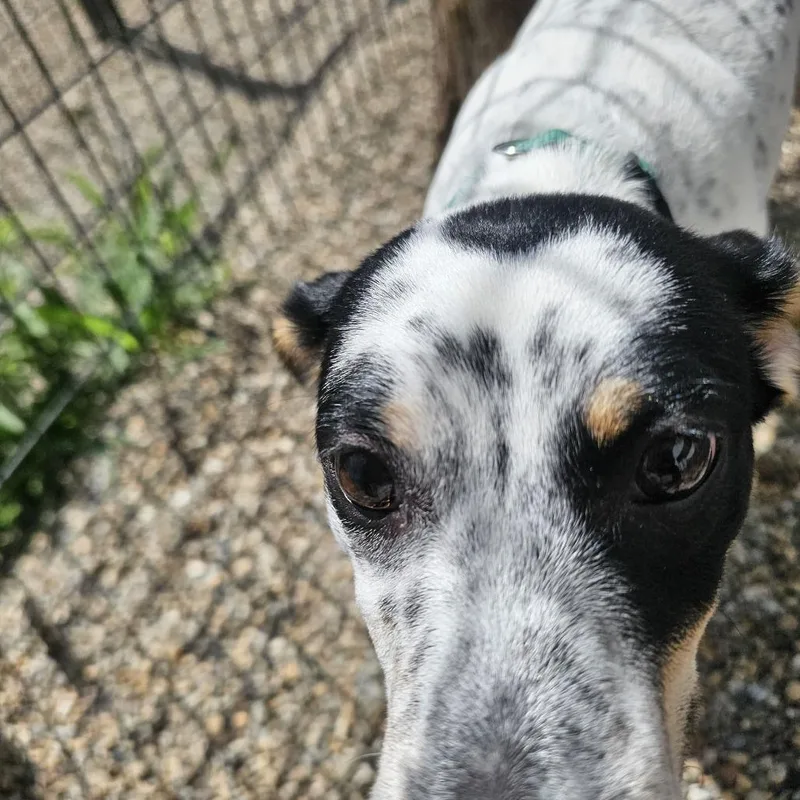A baby medium-sized male Black Jack Russell Terrier dog named Rocky Road for adoption in Normal, IL