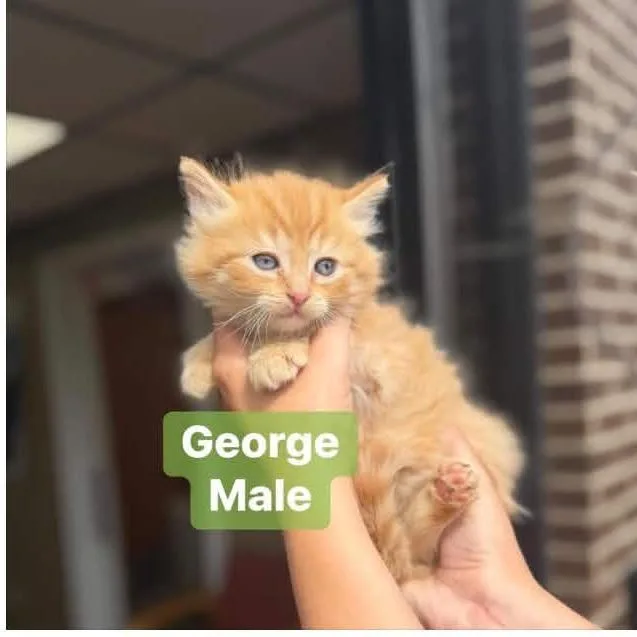 A baby small-sized male Orange / Red Domestic Long Hair cat named George In Manchester  for adoption in Alexandria, VA