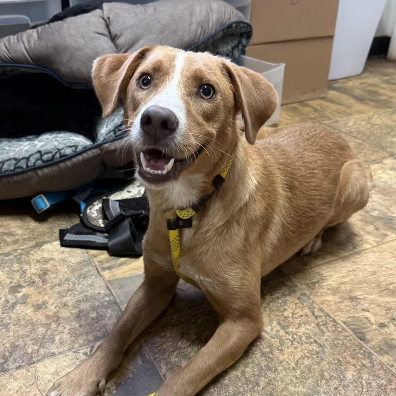 A young medium-sized female Yellow / Tan / Blond / Fawn Labrador Retriever dog named Lucy for adoption in Columbia, SC