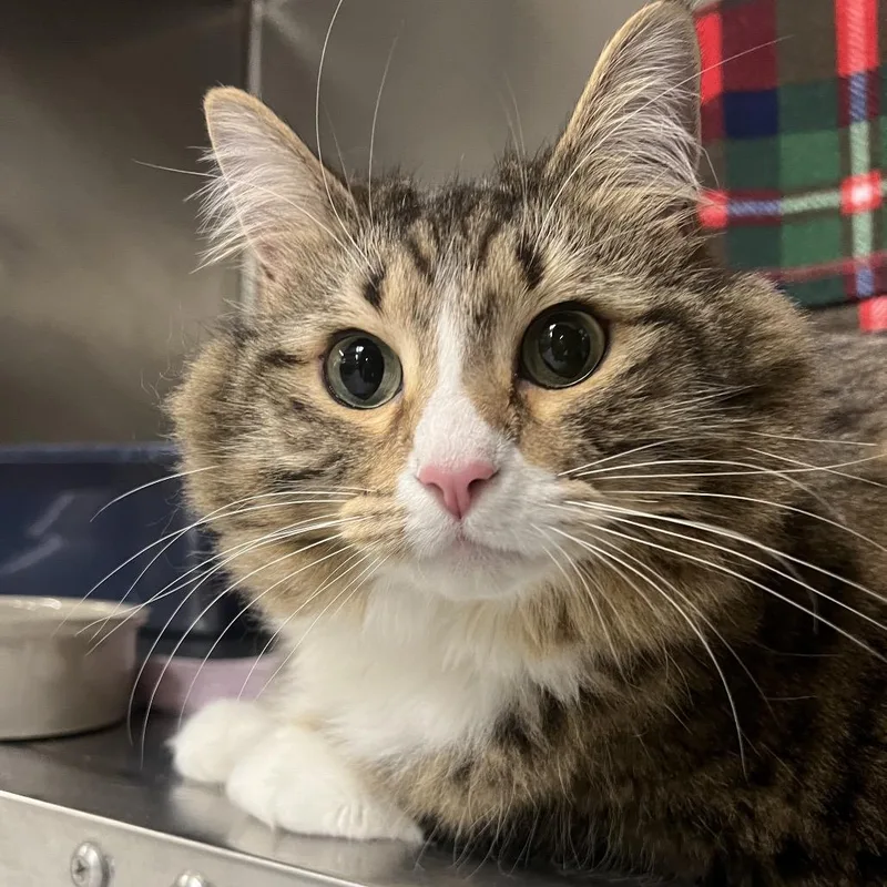 An adult extra large-sized female White Domestic Short Hair cat named Fern for adoption in Mentor, OH