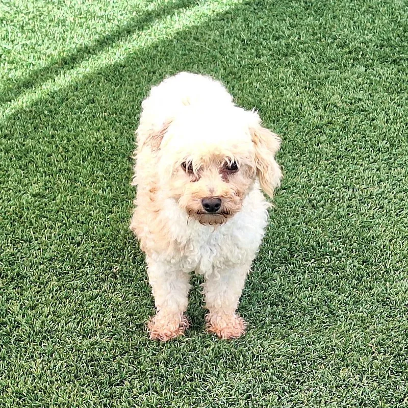 An adult small-sized female White / Cream Toy Poodle dog named Elsa for adoption in LOXAHATCHEE, FL