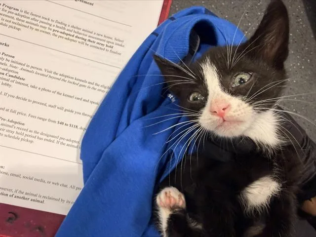 A baby small-sized male Domestic Short Hair cat named A for adoption in Charlotte, NC