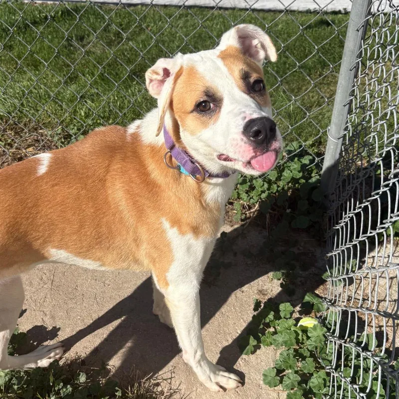 A baby medium-sized male Mixed Breed dog named Jack for adoption in Fenton, MI
