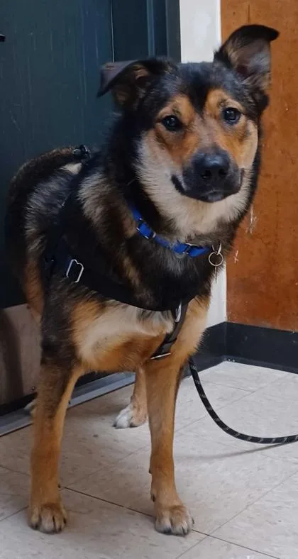 An adult large-sized female Shepherd dog named Remi for adoption in Burlington, WA