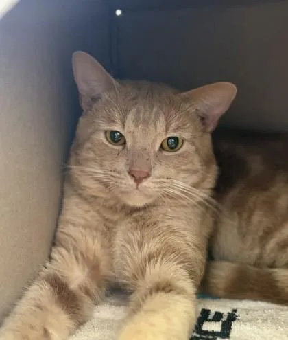 An adult large-sized male Domestic Short Hair cat named Cromwell for adoption in Honolulu, HI