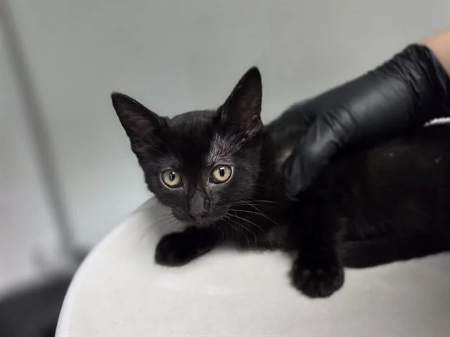 A baby small-sized female Domestic Short Hair cat named Monroe for adoption in Antioch, CA