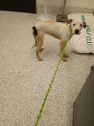 A young small-sized female Mixed Breed dog named Spots for adoption in Atlanta, GA