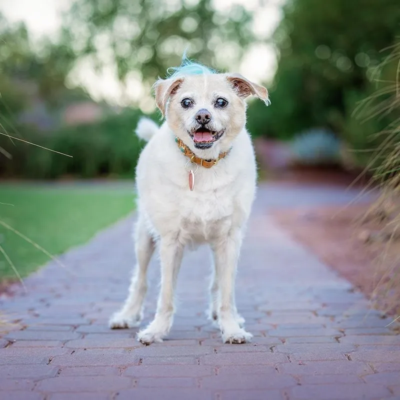 Jake From State Farm
