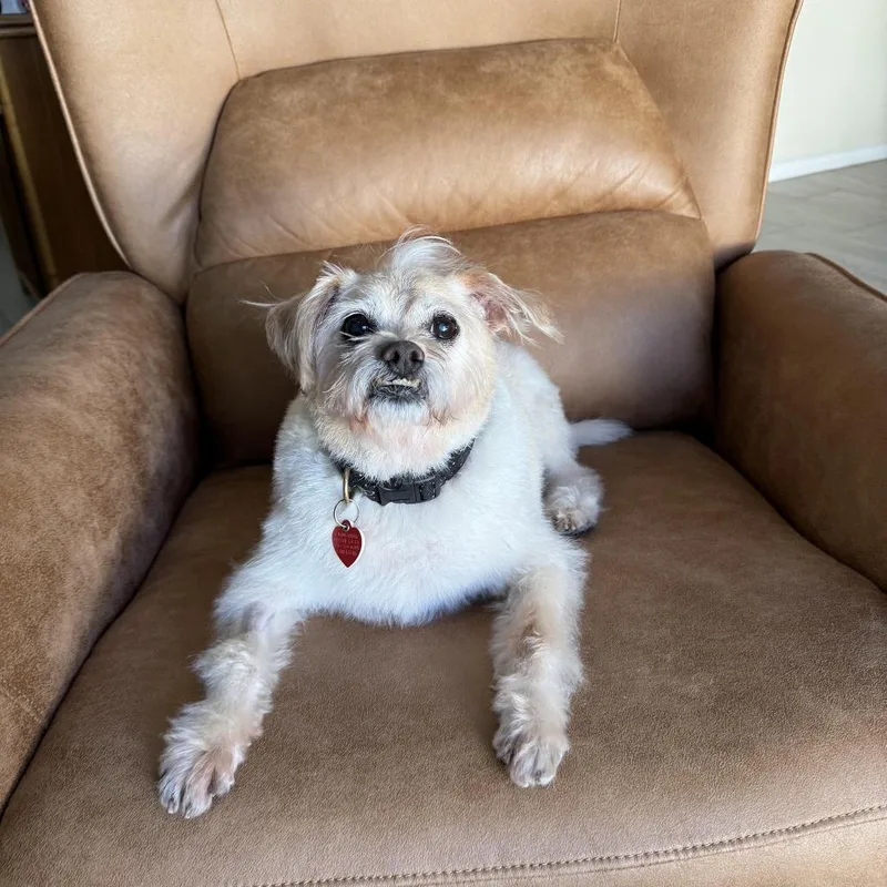 Jake From State Farm thumbnail 4