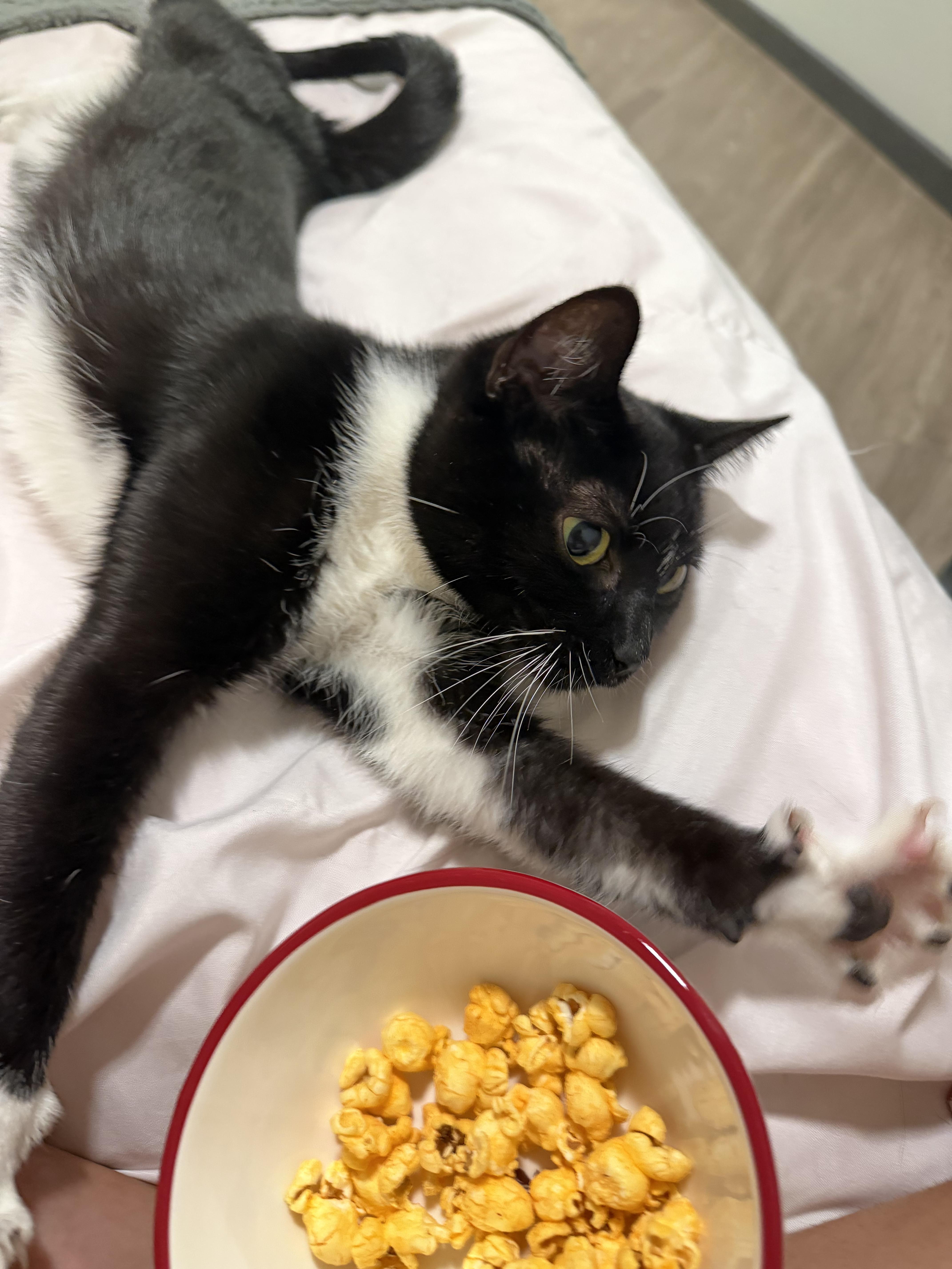 An adult medium-sized female Tuxedo cat named Potato Salad for adoption in Columbia, SC