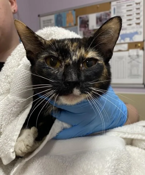 An adult medium-sized female Domestic Short Hair cat named Lucy for adoption in Vancouver, WA