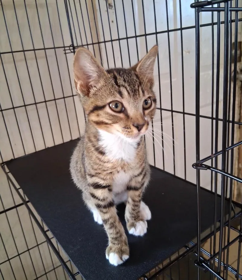 A baby medium-sized male Domestic Short Hair cat named Olaf for adoption in Marianna, FL