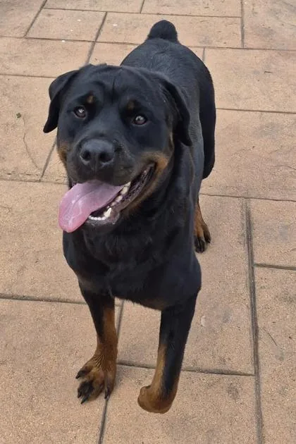 An adult large-sized female Rottweiler dog named Rosanna for adoption in Shreveport, LA