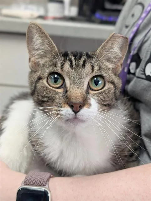 A young medium-sized female Domestic Short Hair cat named Flare for adoption in Canfield, OH