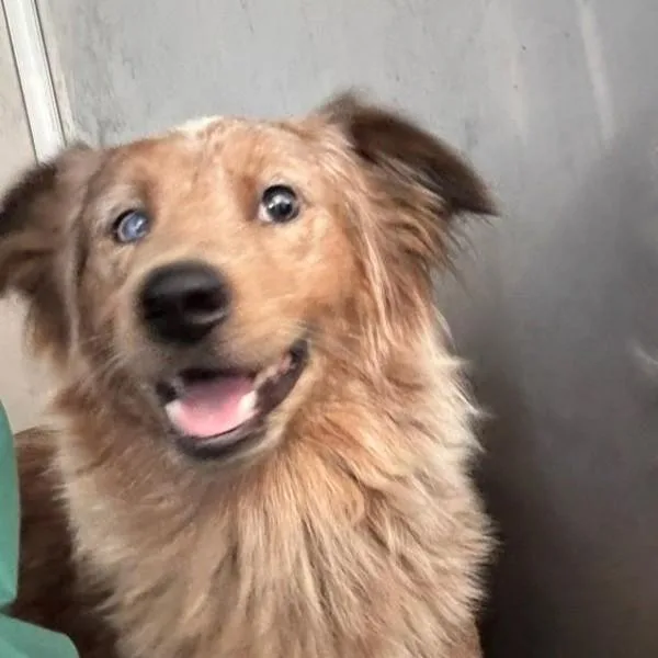 A young small-sized male Australian Cattle Dog / Blue Heeler dog named Watusi for adoption in Des Moines, IA