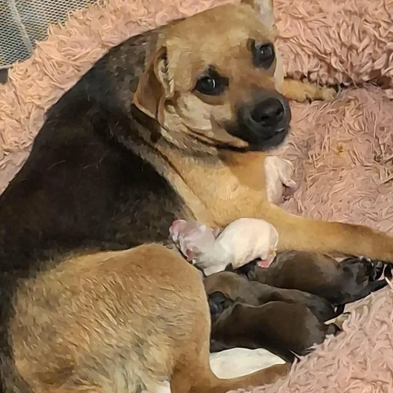 A baby small-sized female Yellow / Tan / Blond / Fawn Mixed Breed dog named Eclair for adoption in Alexandria, VA