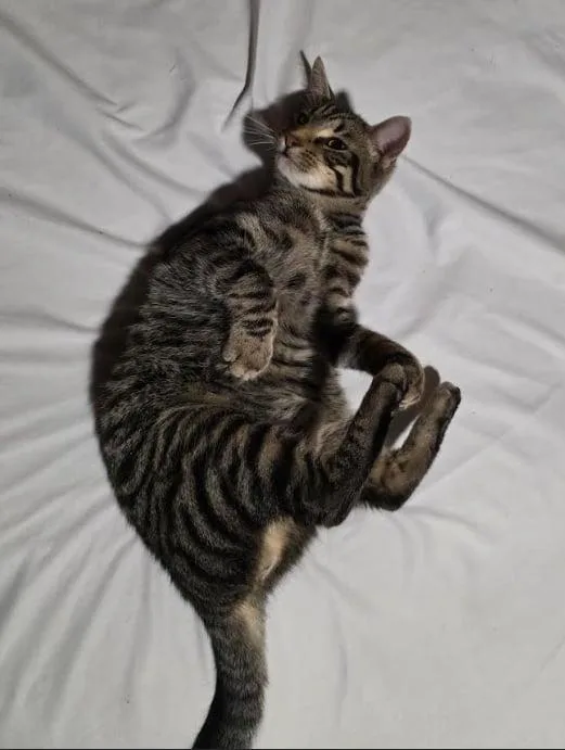 A young medium-sized male Domestic Short Hair cat named Maverick for adoption in Camden, SC