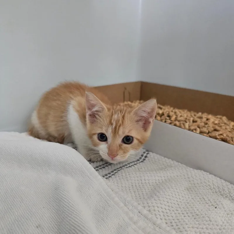 A baby small-sized female Orange / Red Domestic Short Hair cat named Moana for adoption in Naples, FL