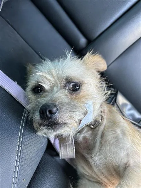 An adult small-sized male Terrier dog named Mojo Jojo for adoption in San Antonio, TX