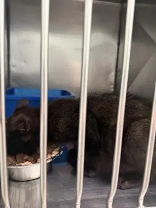 A baby small-sized male Domestic Short Hair cat named Carl for adoption in Fishers, IN