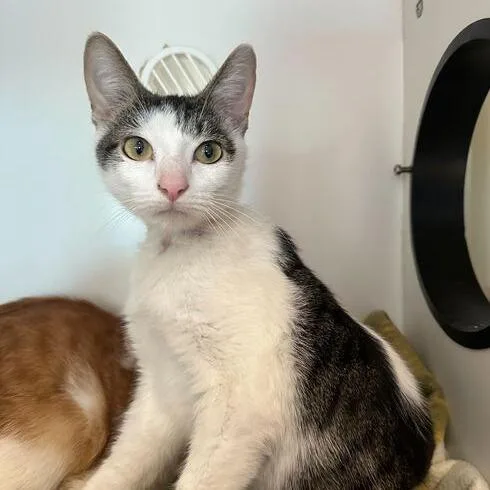 An adult medium-sized male White Domestic Short Hair cat named Jacob for adoption in Matteson, IL