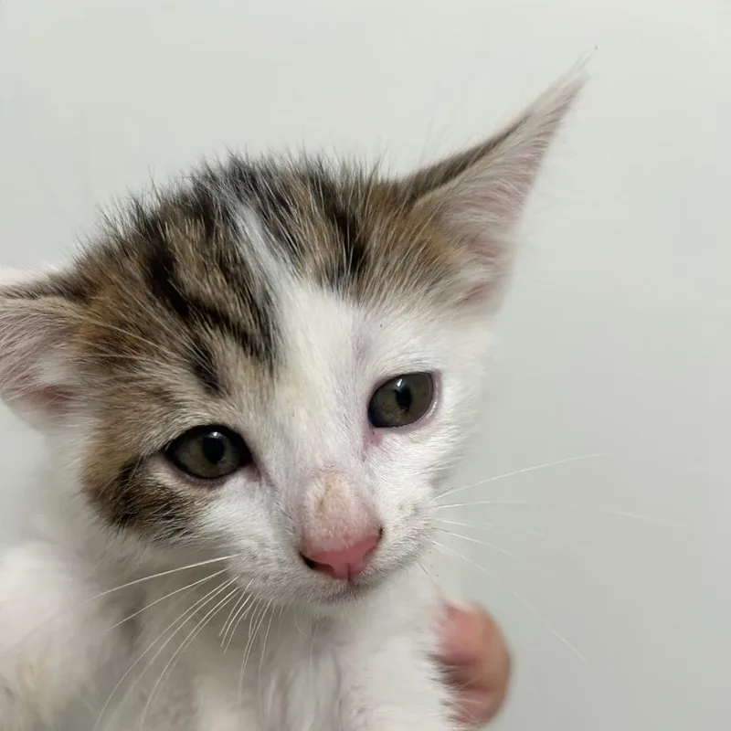 A baby small-sized female White Domestic Short Hair cat named Juniper for adoption in Escondido, CA