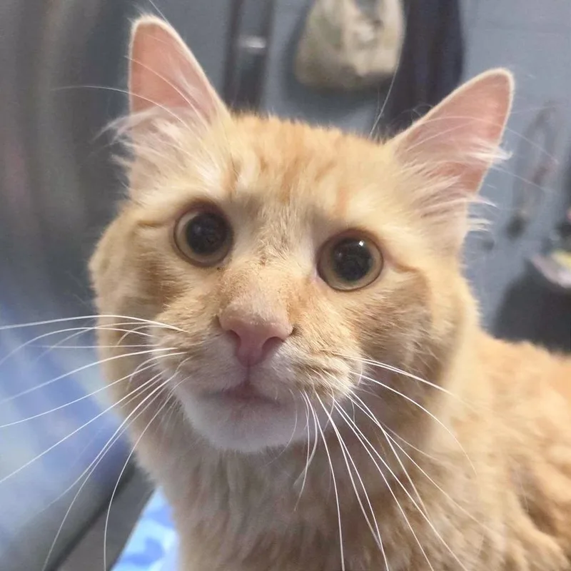 A young medium-sized male Orange / Red Domestic Medium Hair cat named Ganche for adoption in Providence, RI