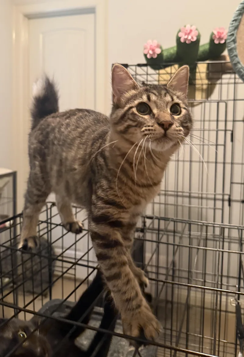 A baby medium-sized male Domestic Medium Hair cat named Kirigan ORT for adoption in Missouri City, TX